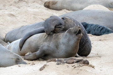 California Elephant Seals laying on beach in Ano Nuevo State Park during mating season. New born elephant seals are in abundance this time of year.