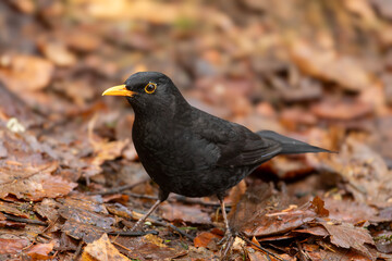 Blackbird (Turdus merula)