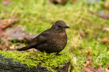 Blackbird (Turdus merula)