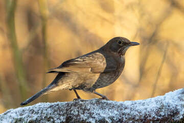 Blackbird (Turdus merula)
