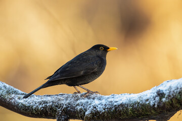 Blackbird (Turdus merula)