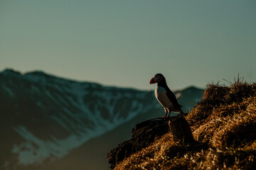 Atlantic puffin standing on a grassy cliff in Borgafjordur Eystri, Iceland...