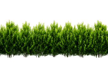 Green hedge row against white background
