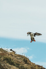 Atlantic puffin in flight carrying fish in its beak in Borgafjordur Eystri, Iceland...