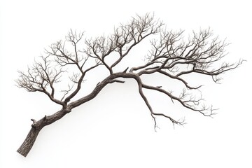 Fototapeta premium Leafless tree branch with intricate smaller twigs extending outward isolated on white background for nature-inspired art and design ideas