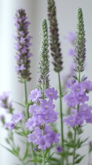 Naklejka premium Lavender blossoms for bright window, floral arrangement.