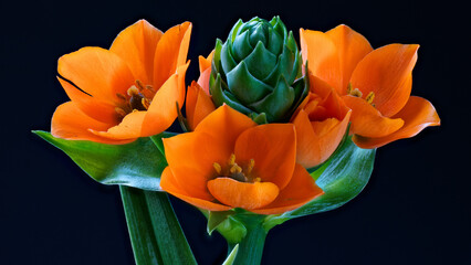 African Breeze Ornithogalum Dubium photographed close up.
