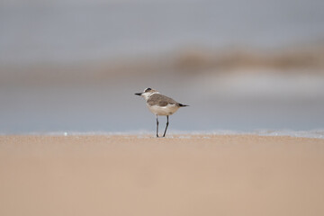 Kentish plover - Anarhynchus alexandrinus observing sky, on sand with blue sea water and sand in background, Photo from Nilaveli Beach in Sri Lanka. Copy space right. A. a. seebohmi.
