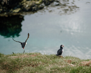 Two Atlantic puffins by the water in Borgafjordur Eystri, Iceland, one perched and one in flight...