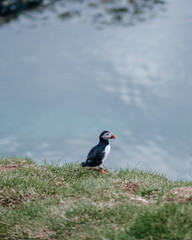 Atlantic puffin standing on a grassy cliff in Borgafjordur Eystri, Iceland...