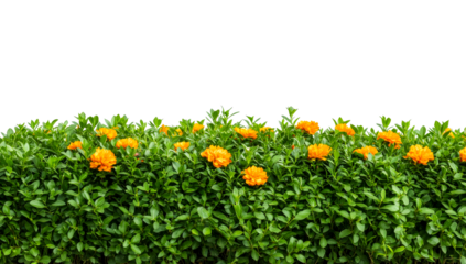 Bright orange flowers in green leaves