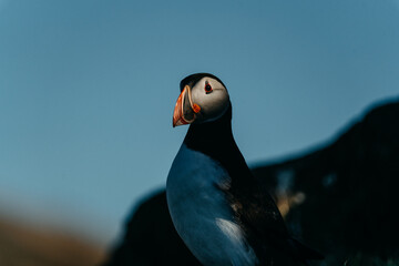 Majestic Atlantic puffin in Borgarfjörður Eystri, East Iceland, against a blue sky