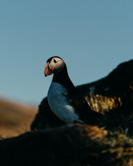 Majestic Atlantic puffin in Borgarfjörður Eystri, East Iceland, against a blue sky