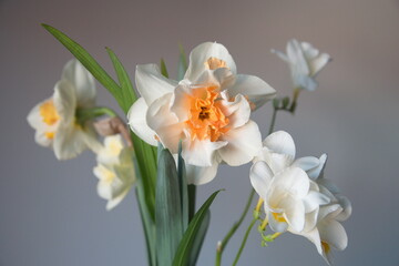 Obraz premium Bouquet of white Freesia and narcissus, in bloom, on grey background