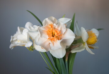 Bouquet of white Freesia and narcissus, in bloom, on grey background