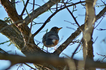 bird on a branch