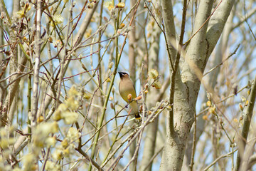 great tit parus major
