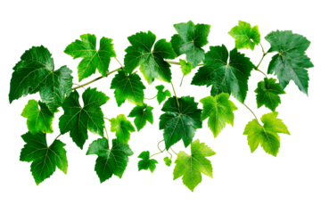 Green vine leaves on a transparent background