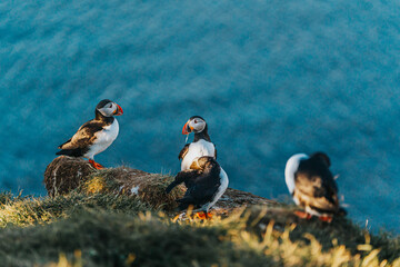 Group of Atlantic puffins on a coastal cliff in Borgarfjörður Eystri, East Iceland, during golden hour