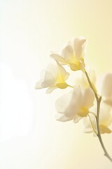 Fototapeta premium Delicate white orchids in soft sunlight with gentle yellow tones. Background design template. Design for prints, poster, cover, wall arts and home decoration