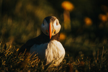 Atlantic puffin in golden sunlight among green grass in Borgarfjörður Eystri, East Iceland.