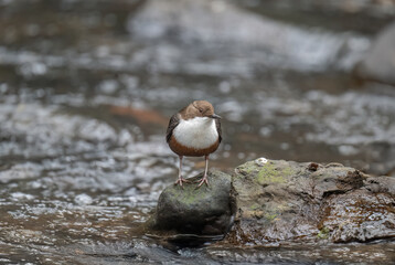 Dipper in water close up