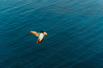 Atlantic puffin soaring over the ocean at Borgarfj&ouml;r&eth;ur Eystri, East Iceland