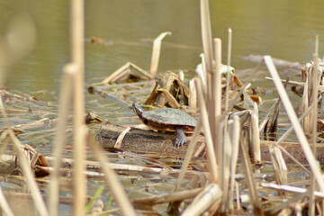 turtle on a branch