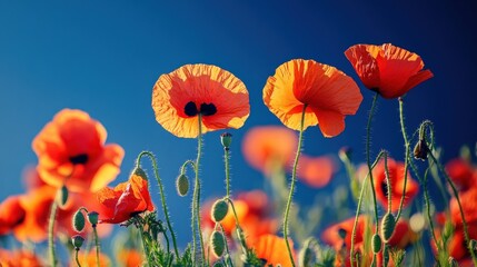 Obraz premium Vibrant Red Poppies Against Clear Blue Sky in Beautiful Natural Landscape