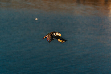 Atlantic puffin soaring over the ocean at Borgarfjörður Eystri, East Iceland
