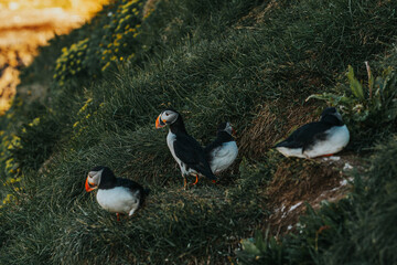 Atlantic puffins resting on grassy cliffs at Borgarfjörður Eystri, East Iceland