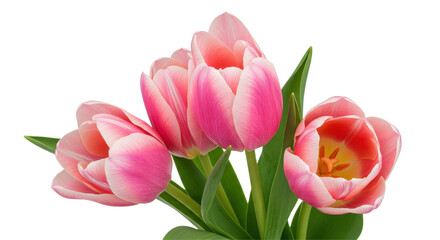 Isolated Elegant Bouquet of Pink Tulips