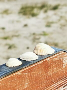 Muscheln