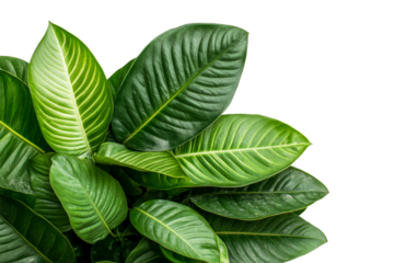 Lush green leaves arranged beautifully in daylight