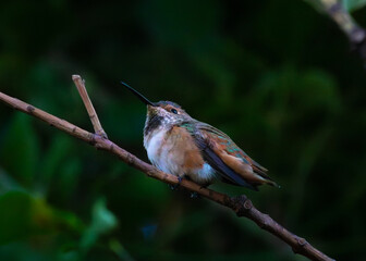 Rufous Hummingbird perched on a branch, looking up at a 150-degree with a dark background. 