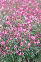 Field of pink Gaura lindheimeri in bloom, ornamental summer plant