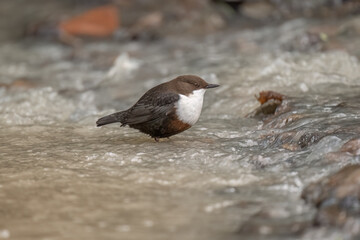 Dipper in water close up