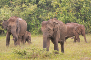 Fototapeta premium Herd of Sri Lankan elephants - Elephas maximus maximus grazing on meadow. Subspecies of Asian elephant. Photo from Wasgamuwa National Park in Sri Lanka. Native to Sri Lanka.