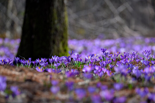 GeneratSerene forest path with vibrant Heuffel's crocuses (Crocus heuffelianus) blooming along a mossy hillside. Sunlight filters through tall trees, casting a warm, dreamy glow. Nature scene ed image
