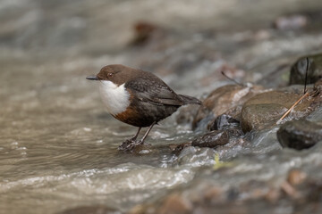 Dipper on a rock in a river close up