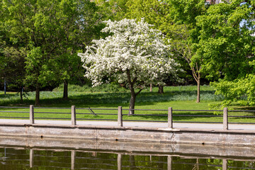 Blooming tree along the river bank in spring. Rideau Canal in Ottawa, Canada. Public park in springtime.