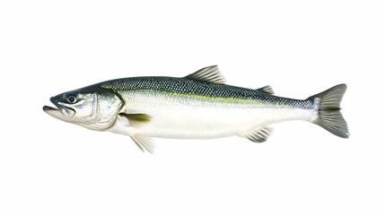 Obraz premium Side View Of Salmon On White Background