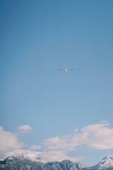 White seagull flies in the cloudy sky against the backdrop of high snow-capped mountains