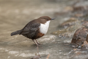 Dipper on a rock in a river close up
