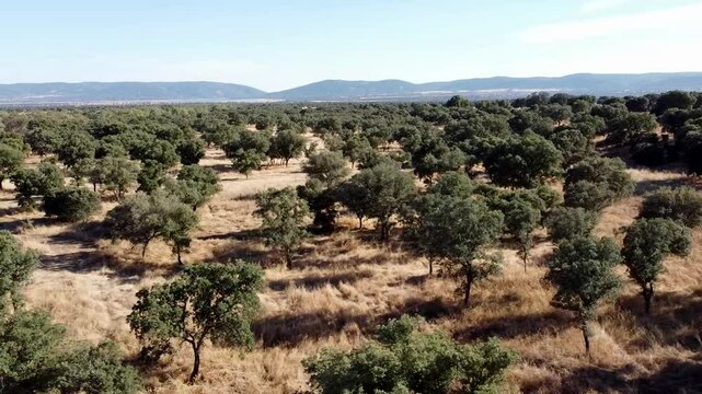 Aerial Drone View Right to Left Over La Mancha Dehesa - 799
