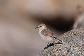 Groundpecker (Pseudopodoces humilis)