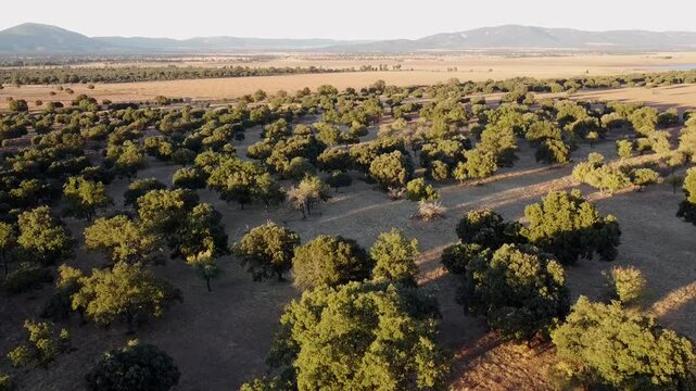  Aerial Drone View Ascending Over the Dehesa Landscape - 781
