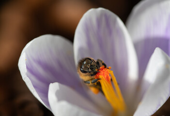 Close-up of a small honey bee searching for pollen on the pistil of a crocus flower. © leopictures