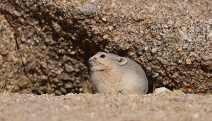 Ladakh pika (Ochotona ladacensis)