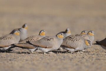  Tibetan sandgrouse (Syrrhaptes tibetanus)